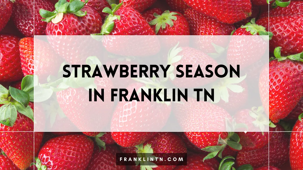 Strawberry field in spring